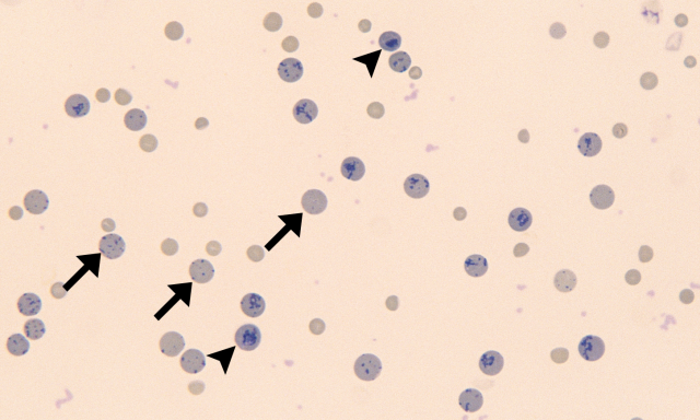 reticulocytes-6-feline-4-imha-arrows.png?w=640#s-640,384