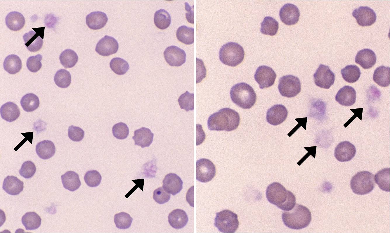 Activated Platelets 1+4 (Feline 1+4) ARROWS