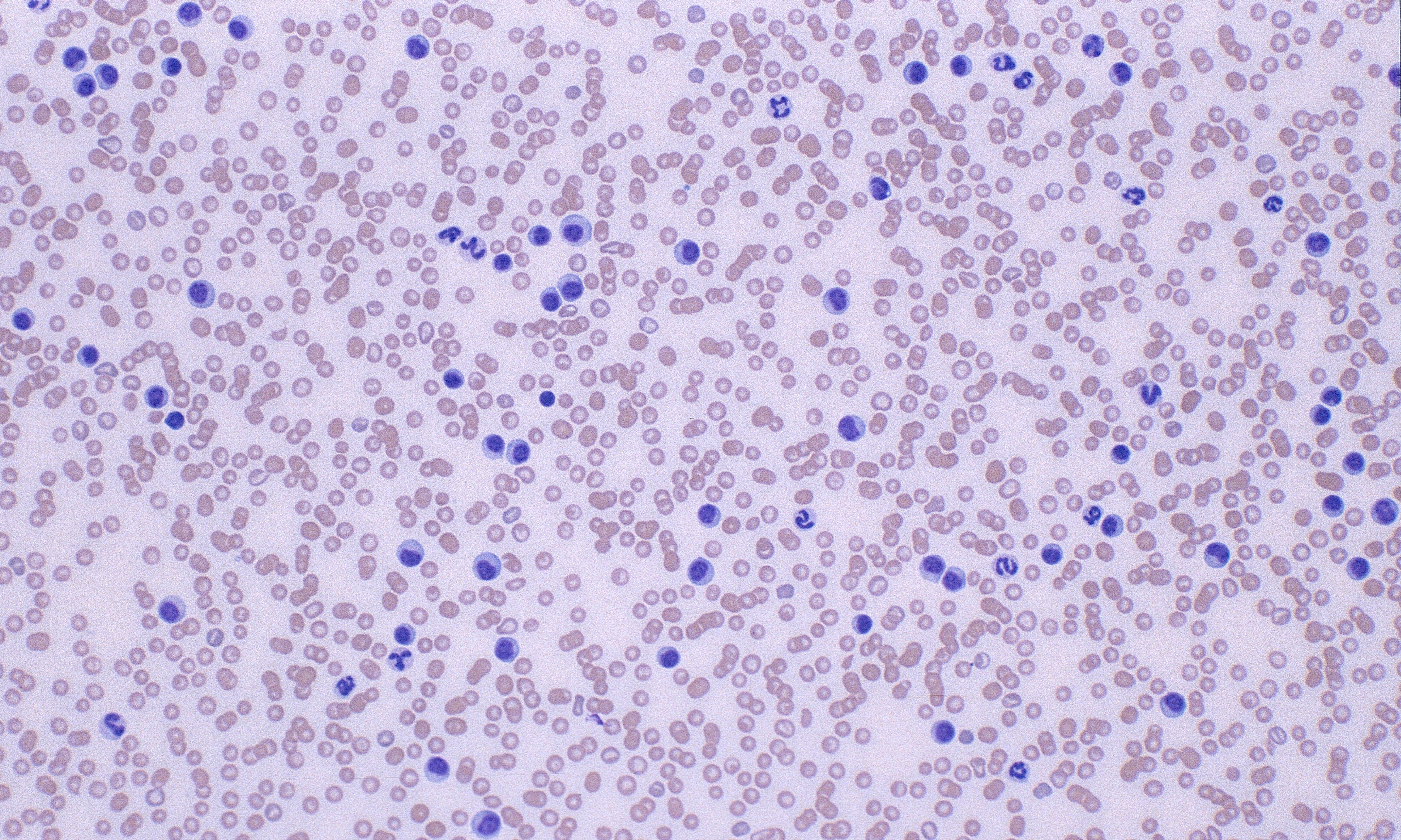 CLL 4 (Canine 4)
