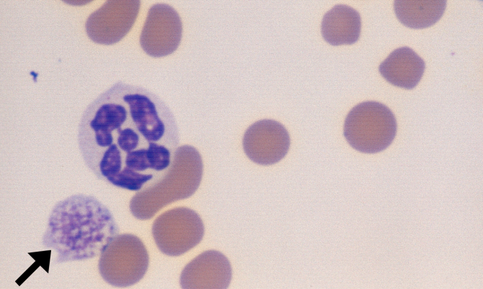 Giant Platelets 3 (Canine 3) ARROWS