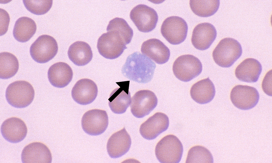 Giant Platelets 6 (Canine 6 - Macrothrombocyopenic Disorder) ARROWS