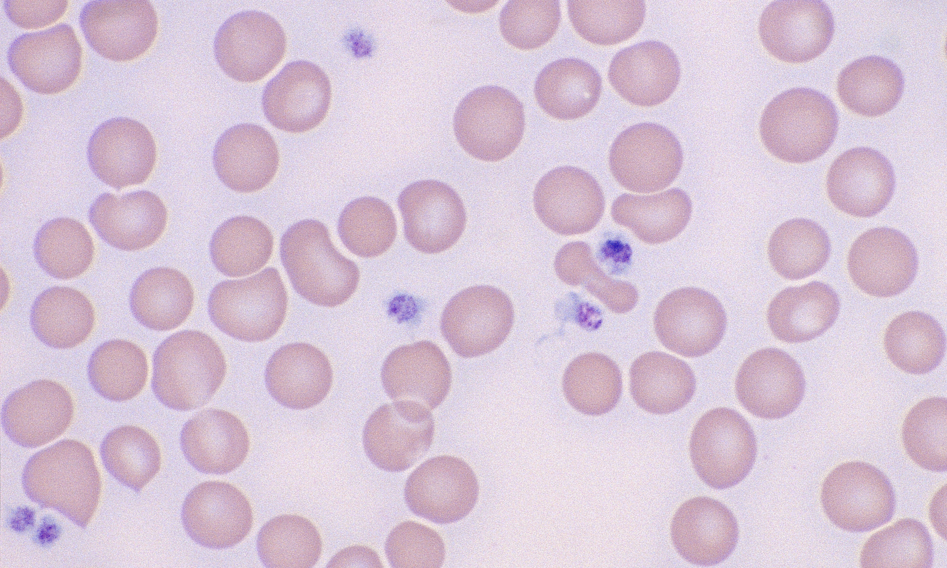 Platelets 3 (Canine 3)