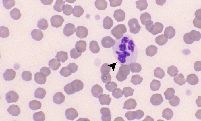 Platelets 6 (Equine 1) ARROWS