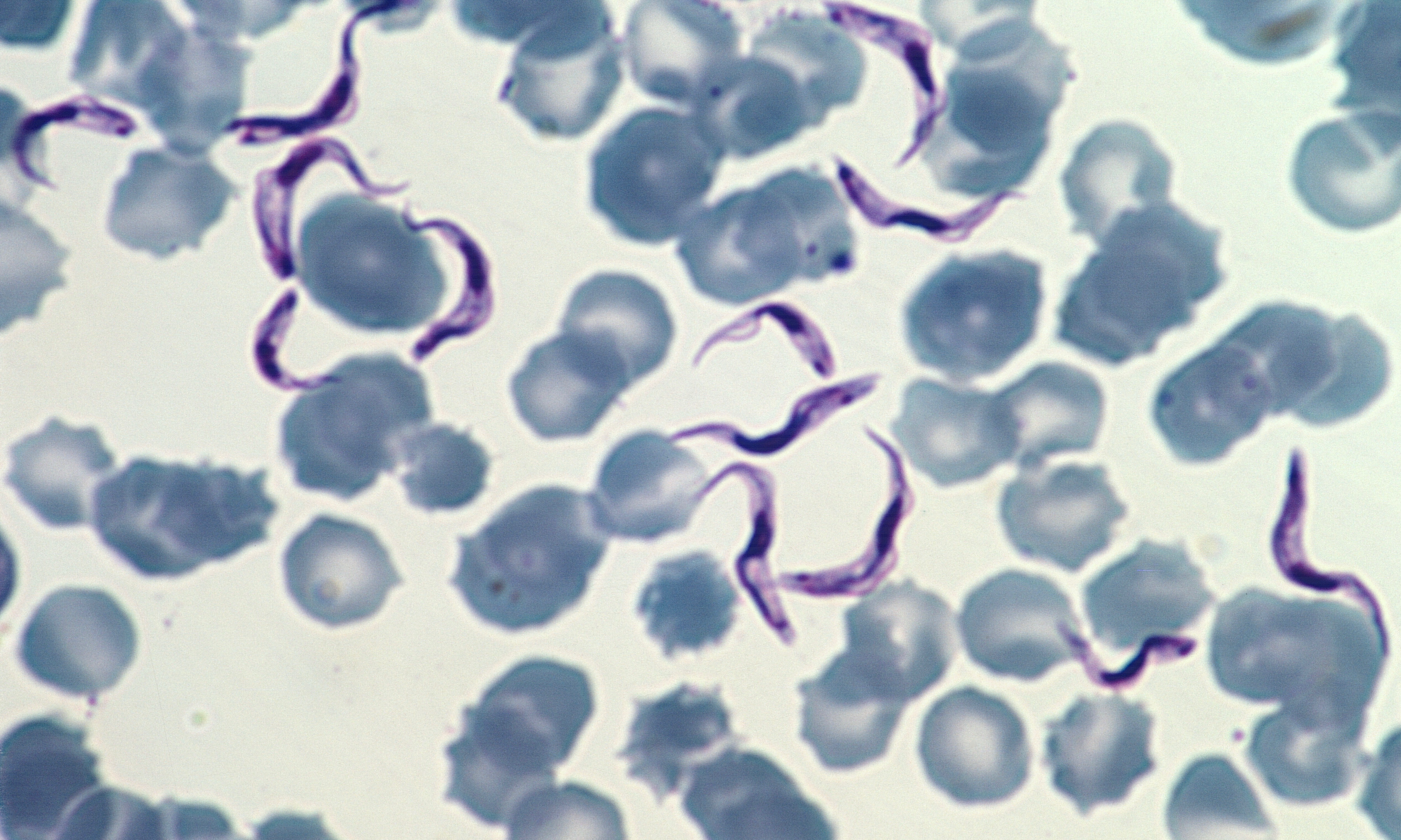 Trypanosomes 3 (Canine 3)